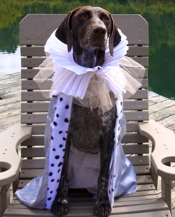 /images/uploads/southeast german shorthaired pointer rescue/segspcalendarcontest2019/entries/11666thumb.jpg
